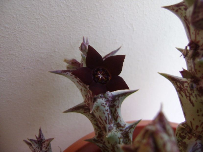 Orbea decaisneana hb. - Stapeliade 2017