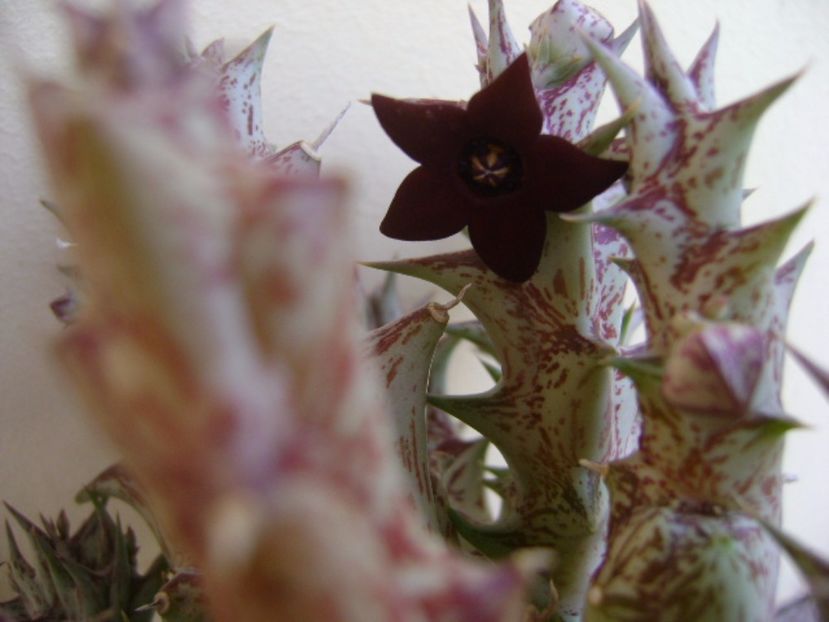 Orbea decaisneana hb. - Stapeliade 2017