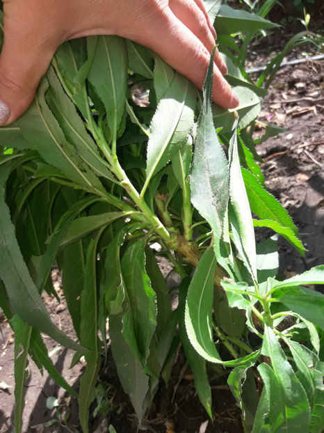  - Piersic din sambure