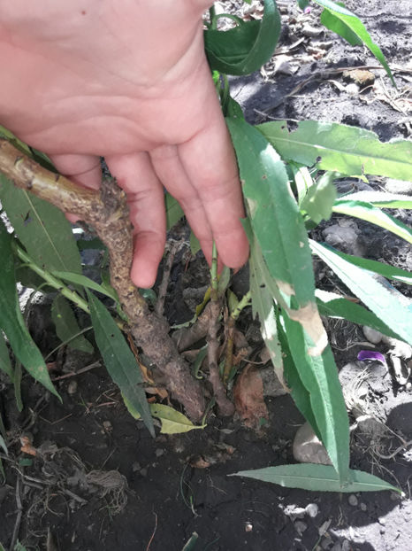  - Piersic din sambure