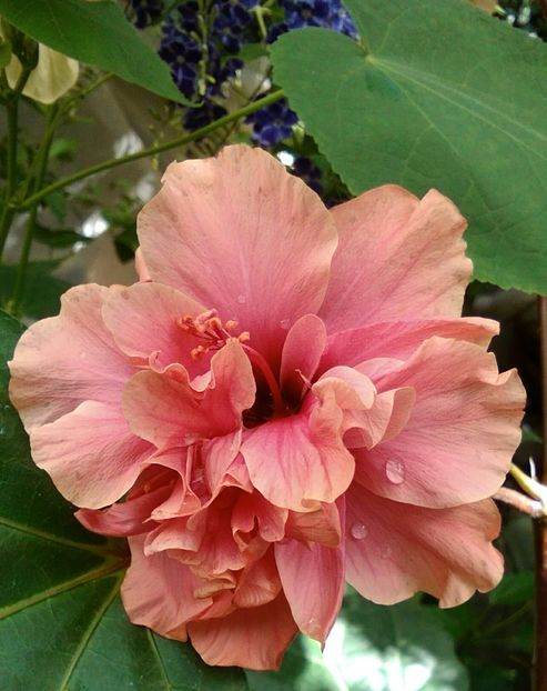  - Hibiscus Kona