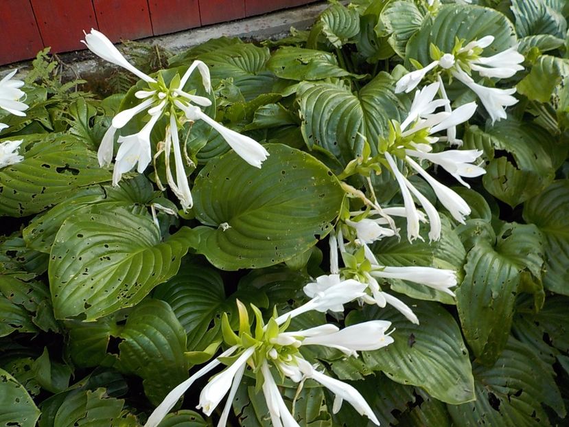  - hosta