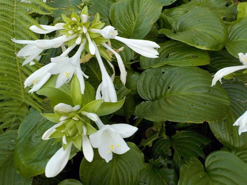  - hosta