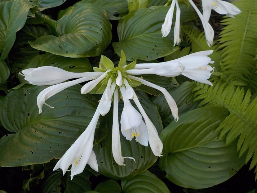  - hosta