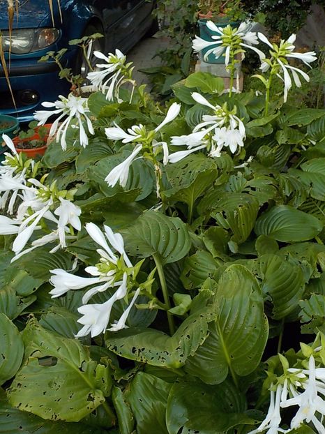  - hosta