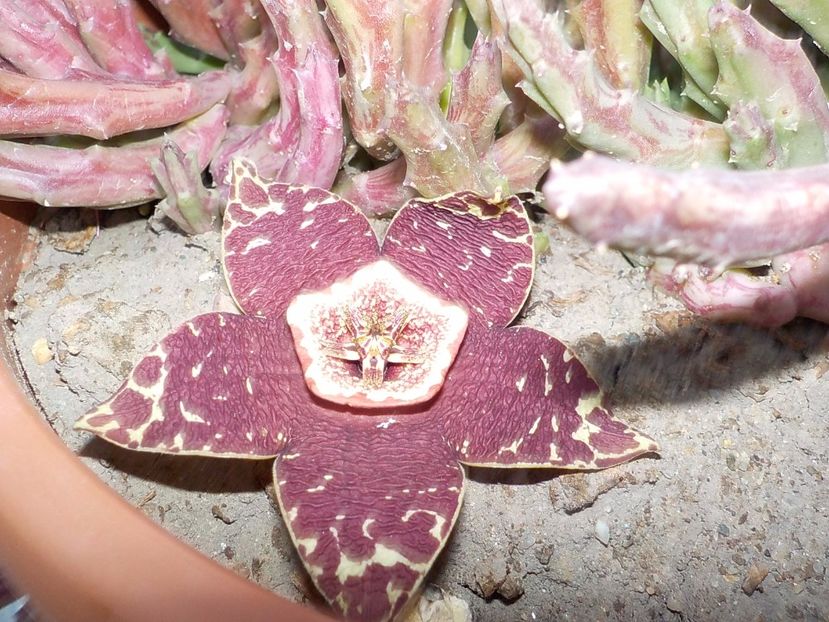  - Genul Stapeliade