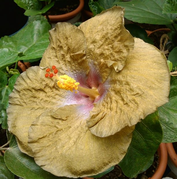  - Hibiscus Wallflower