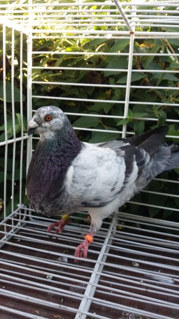 Jiennense - Gusati spanioli