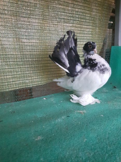 M 2017, 6124, 75 lei - au fost VANDUTI