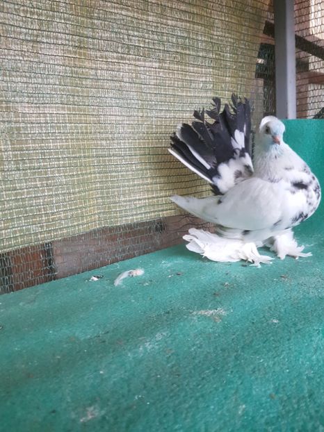 F 7435 2016; 80 lei - au fost VANDUTI