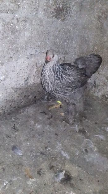 Puica 2017 - Gaini brahma pt 2017