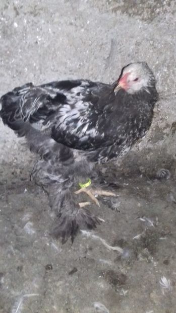 cocosel 2017 - Gaini brahma pt 2017