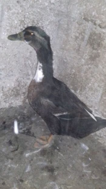 deja outoare - Boboci de rata 2017