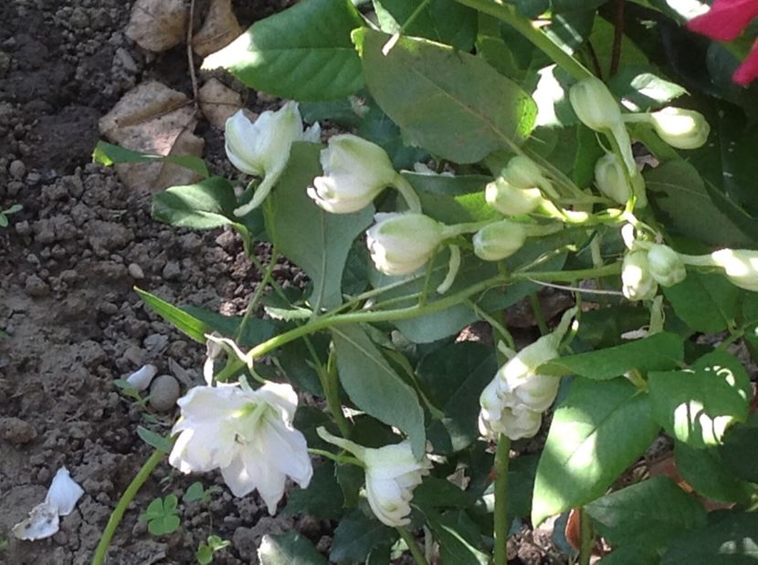  - Delphinium un nou inceput