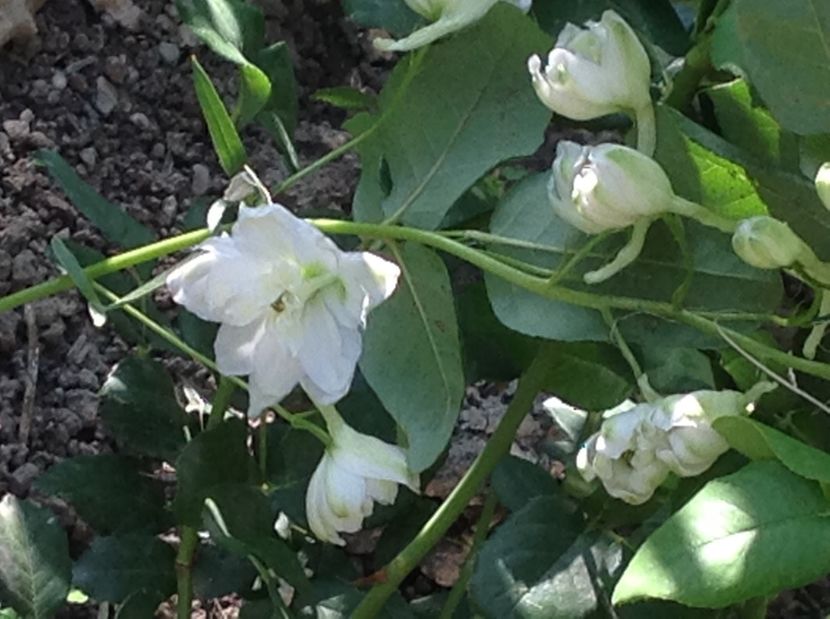 - Delphinium un nou inceput