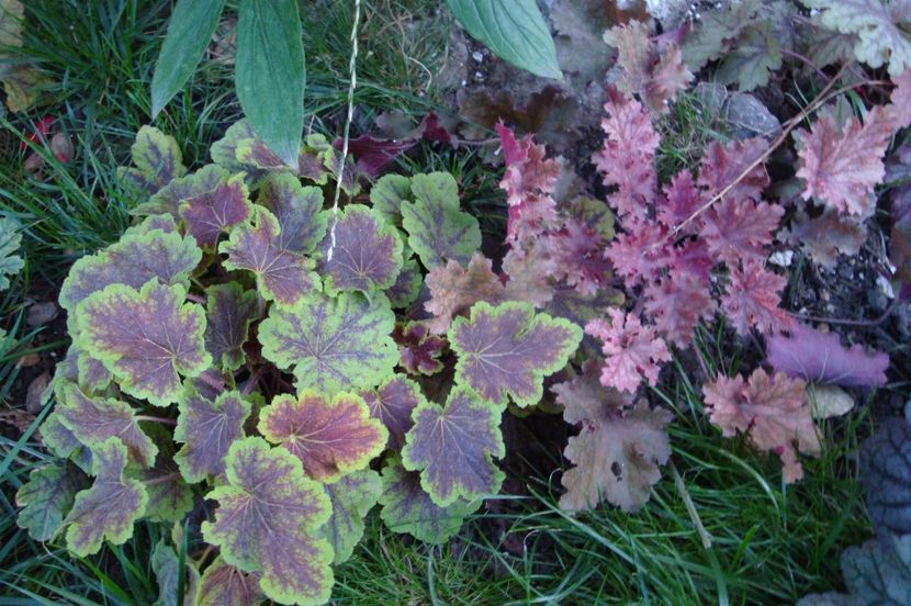  - Heuchera Hosta si altele