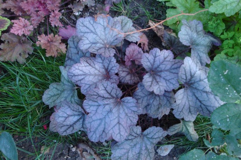  - Heuchera Hosta si altele