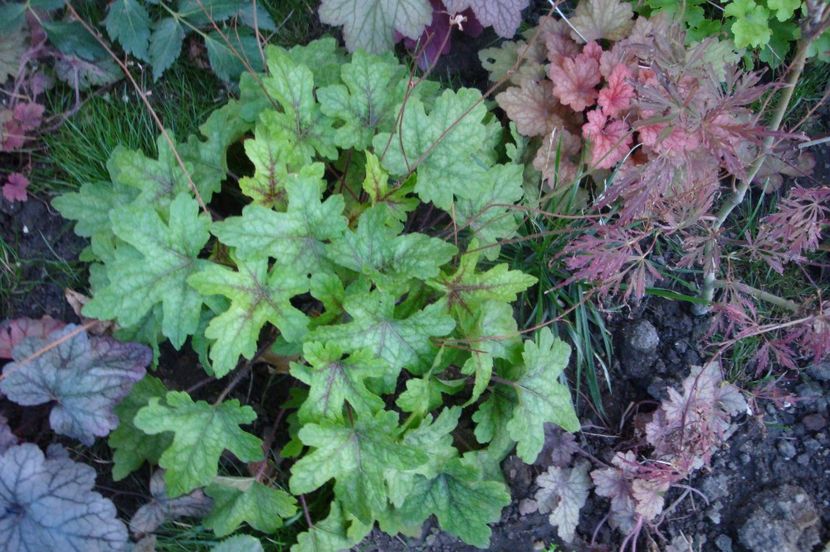  - Heuchera Hosta si altele