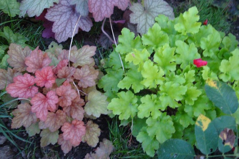  - Heuchera Hosta si altele