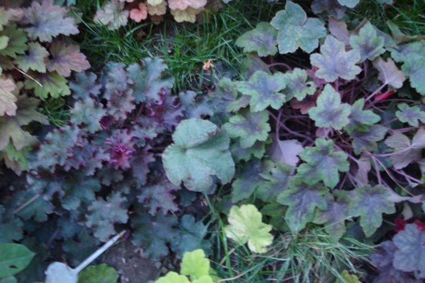  - Heuchera Hosta si altele