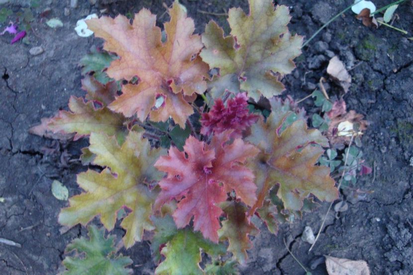  - Heuchera Hosta si altele