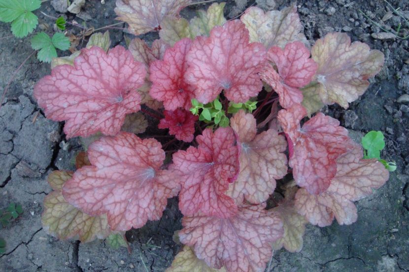  - Heuchera Hosta si altele