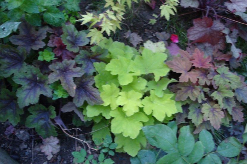  - Heuchera Hosta si altele