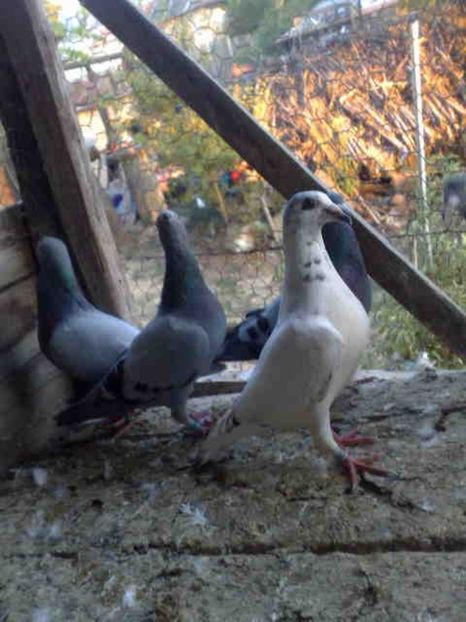 233 - X-Porumbei vinduti