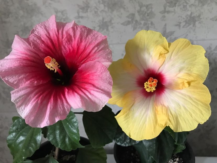 24.08.2017 - Hibiscus 2017
