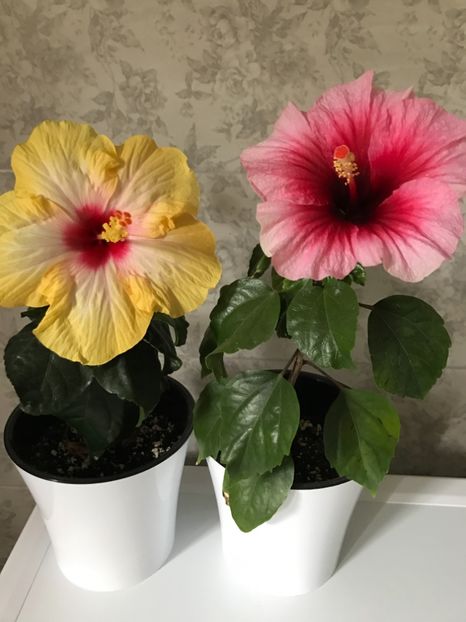 24.08.2017 - Hibiscus 2017