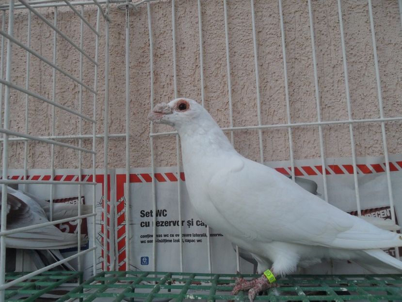 SAM_5269 - de vanzare