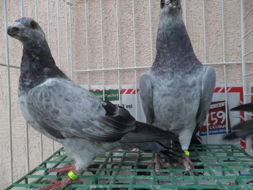 SAM_5312 - de vanzare