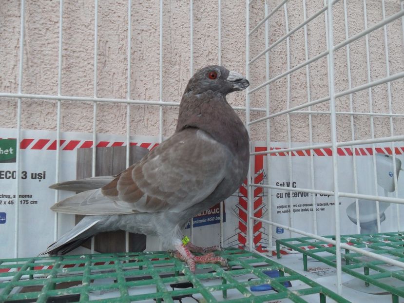 SAM_5221 - dragon tineret 2017