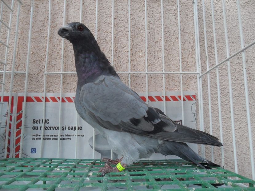 SAM_5240 - dragon tineret 2017