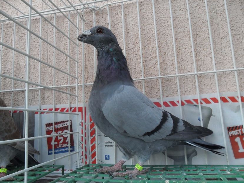 SAM_5243 - dragon tineret 2017