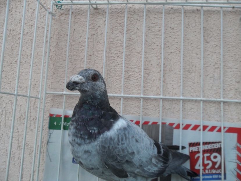 SAM_5299 - dragon tineret 2017