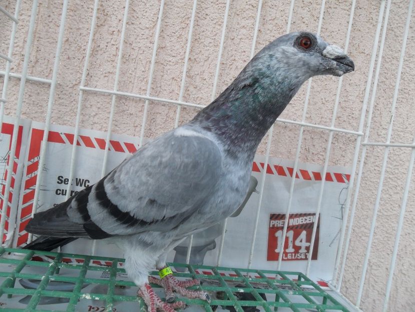 SAM_5303 - dragon tineret 2017