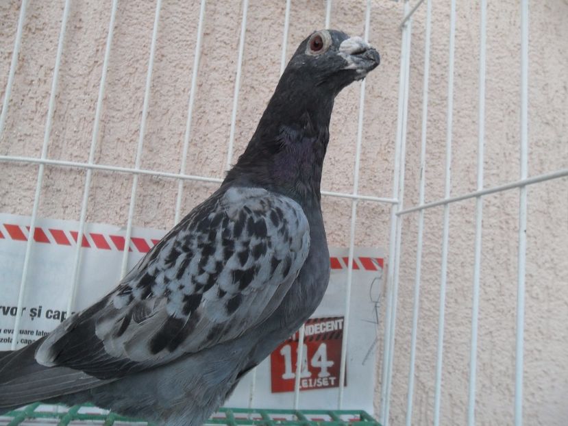 SAM_5307 - dragon tineret 2017