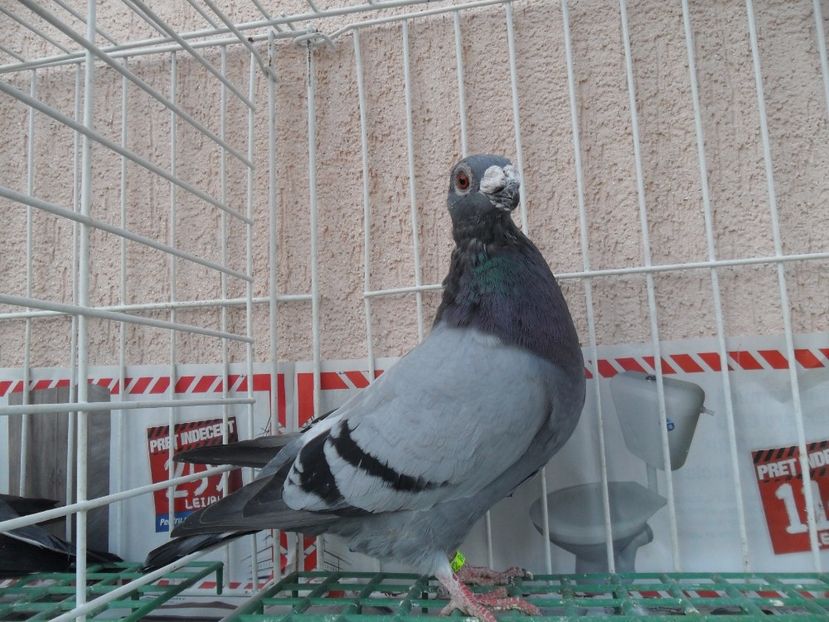 SAM_5311 - dragon tineret 2017