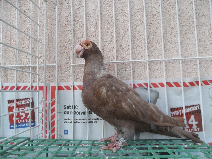 SAM_5298 - carunculat 2017