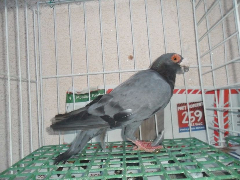 SAM_5447 - carunculat 2017