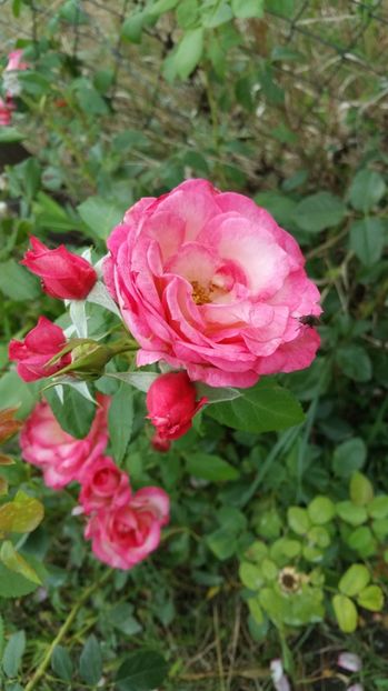  - Harlekin