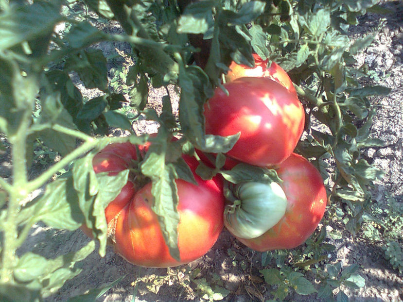  - RASADURI si RECOLTA