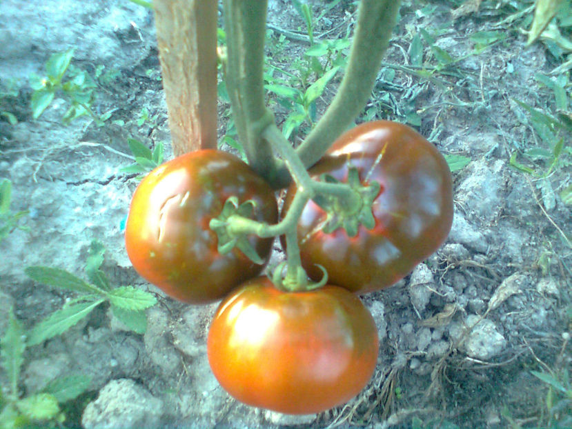  - RASADURI si RECOLTA