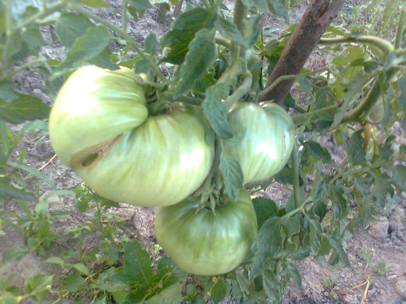  - RASADURI si RECOLTA