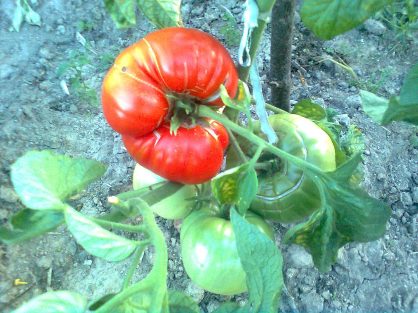  - RASADURI si RECOLTA