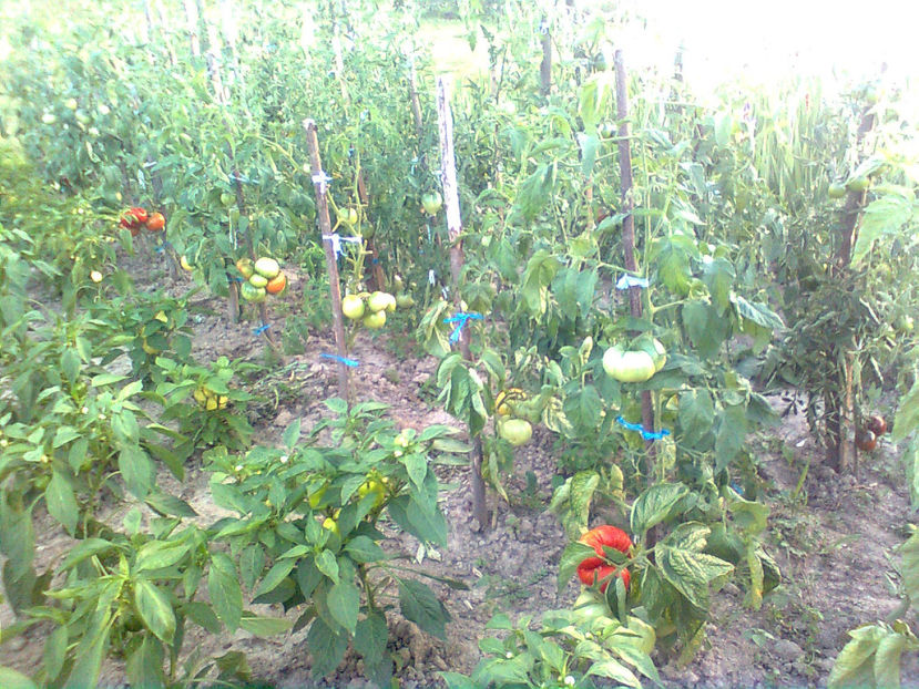  - RASADURI si RECOLTA