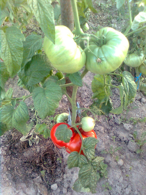  - RASADURI si RECOLTA