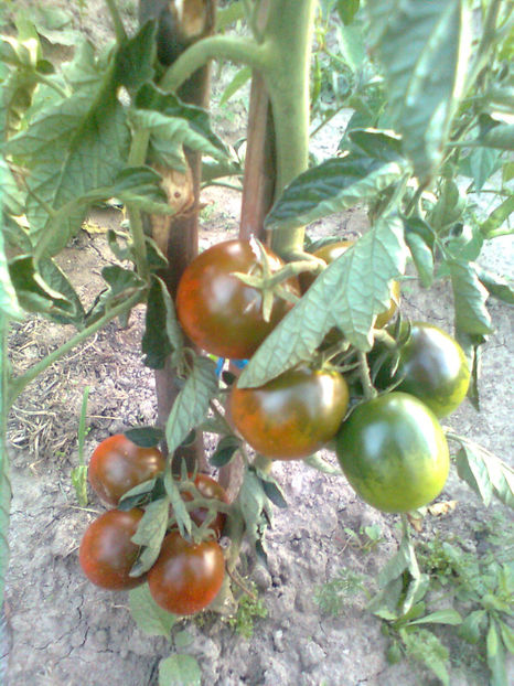  - RASADURI si RECOLTA