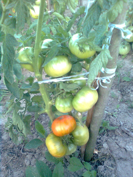  - RASADURI si RECOLTA